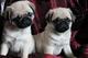 Lindo y Adorable Pug cachorros para la Navidad - Foto 1