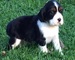 Lindo y saludable Springer Spaniel Inglés cachorros para la adopc - Foto 1