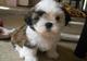 Lindos cachorros shih tzu listo