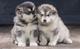 Los cachorros masculinos y femeninos de malamute de alaska ahora
