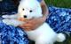 Los cachorros samoyed registrados y vet chequeados disponibles