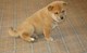 Magnífico Shiba Inu Cachorros - Foto 1