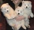 Magníficos cachorros de samoyedo