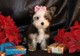 Male teacup yorkie puppy