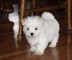 Maltese Puppies for Christmas - Foto 1