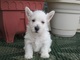 Maravillosos cachorros west highland white terrier para adopción