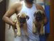 Mastiff / Pyrenees mezcla cachorros - Foto 1