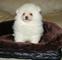 Navidad crema blanco pomeranian puppies disponibles