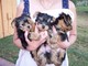 Nice Tea Cup Yorkie Puppies for good and caring homes - Foto 1