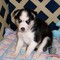 Ojos azules akc reg. siberian huskies cachorros listo ahora!