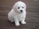 Pedigree Bichon Frise cachorros para la venta - Foto 1