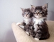 Pedigree completo Maine Coon gatitos - Foto 1