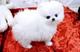 Perrito blanco impagable de Pomeranian para la adopción - Foto 1