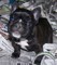Perrito del dogo francés para la adopción - Foto 1
