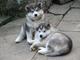 Perritos lindos del malamute de alaska