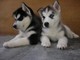 Playful Siberia n Husky Puppies - Foto 1