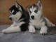 Playful siberia n husky puppies