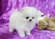 Pomeranian cachorros disponibles gratis - Foto 1