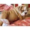 Por Adorable AKC English Bulldog - Foto 1