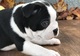 Precioso pura raza Boston Terrier cachorros - Foto 1