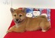 Precioso shiba inu cachorros para la venta