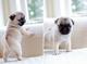 Pug bien entrenado para la adopción!