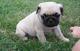Pug puppies for