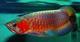 Quality And Healthy A Grade Arowana Fish ForSale - Foto 1