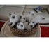 Ragdoll gatitos disponibles para la venta