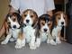 Regalo beagle cachorro lista