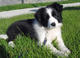 Regalo border collie cachorro lista