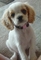 Regalo cocker cachorrs disponibles