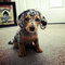 Regalo dachshund cachorros disponibles