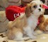 REGALO FANTÁSTICO Cavalier King Charles CACHORROS AHORA AQUÍ - Foto 1