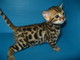 Regalo gatitos de bengala asiática disponibles