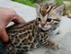 Regalo gatitos de la sabana listos - Foto 1