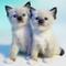 Regalo gatitos de raquetas de nieve disponibles