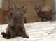 Regalo havana marrón gatitos disponibles