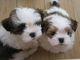 Regalo lhasa apso cachorro disponibles