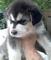 Regalo Ojos azules cachorros husky de alaska listo - Foto 1