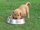 Regalo rhodesian cachorro disponibles - Foto 1
