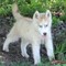 Registered siberian husky puppies for free
