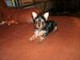 Registered Yorkshire Terrier Puppy - Hombre - Foto 1