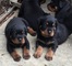 Rottweiler cachorros listos para cumplir con su nueva familia