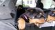 Rottweiler mujer de 3 meses para su adopción