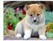 Shiba inu macho y hembra cachorros listo para ir