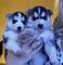 Siberian husky cachorros ojos azules listo