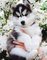 Siberian husky cachorros para la adopción