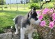 Siberian husky puppies registrado ver pics beautiuful blue eyes