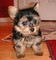 Small Toy Yorkie Male Puppies - Foto 1